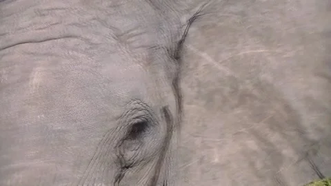 Elephant eating Botswana 2 Stock Footage