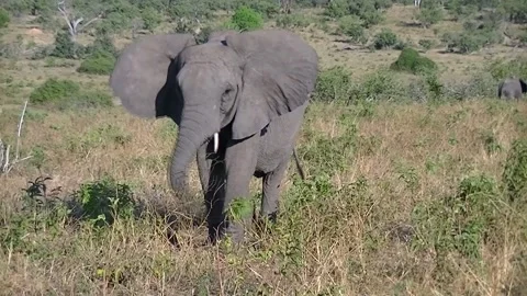 Elephant eating in Botswana Head On Video stock 140240704