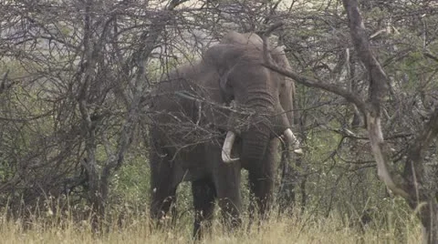 Elephant eating branches Stock Footage 12657713
