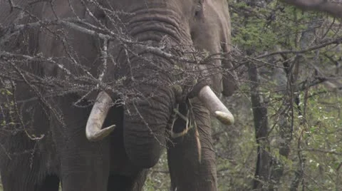 Elephant eating branches Stock Footage 12657719