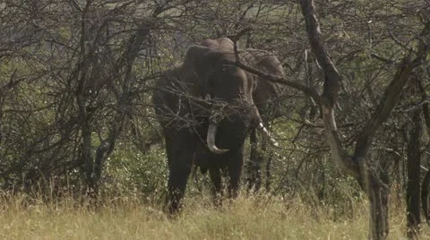 Elephant eating branches Stock Footage 12657950