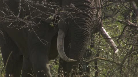 Elephant eating branches, tusk Stock Footage 12657730