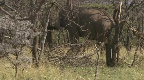 Elephant eating branches, zebra passing Stock Footage 12657968