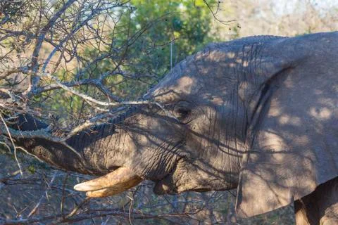 Elephant eating in the bush Stock Photos