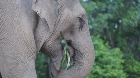 Elephant eating close up 4k Stock Footage 122724189