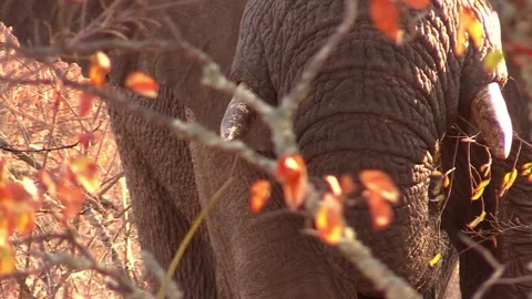 Elephant Eating Close-Up Video stock 71265567