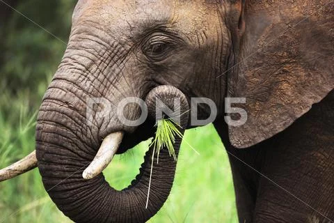 Elephant eating close-up Stock Photos