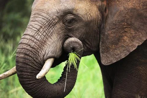 Elephant eating close-up Stock Photos