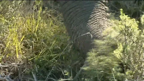 Elephant eating close ups trunk, mouth eyes Stock Footage 90371925