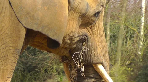 Elephant Eating CU Stock Footage 22516024