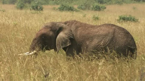 Elephant eating in the distance Stock-Footage 22322768