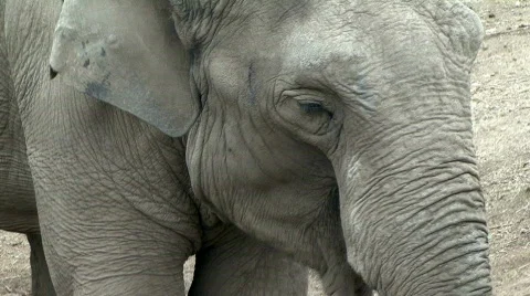 Elephant Eating Stock Footage 380871