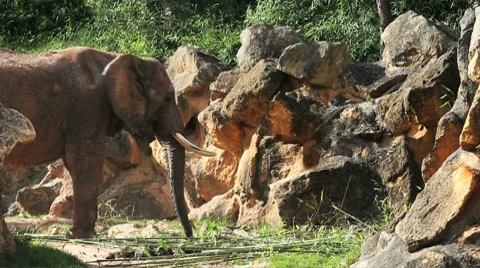 Elephant is eating Stock Footage 8621546