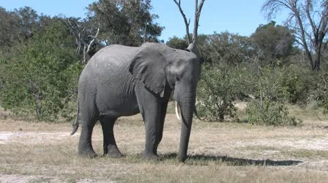 Elephant Eating Stock Footage 8991154