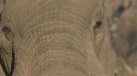 Elephant eating Stock Footage 10817613