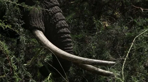 Elephant eating Stock Footage 11288305