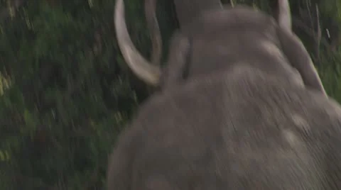 Elephant eating Stock Footage 12652707