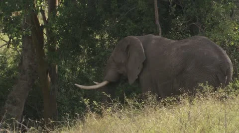 Elephant eating Stock Footage 12652713