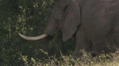 Elephant eating Stock Footage