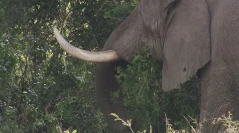 Elephant eating Stock Footage 12652934