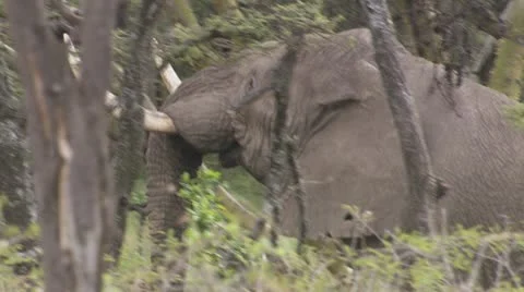 Elephant eating Stock Footage 12652981