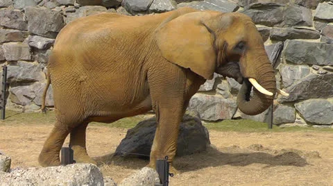 Elephant eating Stock Footage 22515964