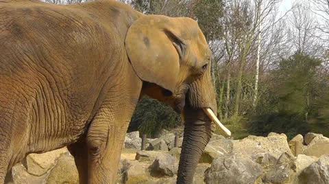 Elephant Eating Stock Footage 22516026