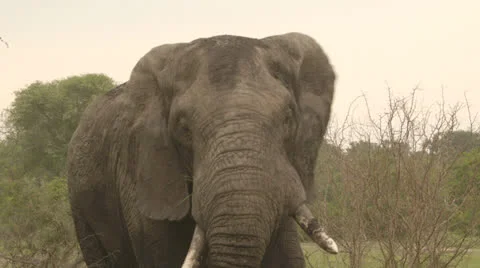 Elephant eating Stock Footage 25233961