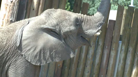 Elephant eating 库存影片 26109961