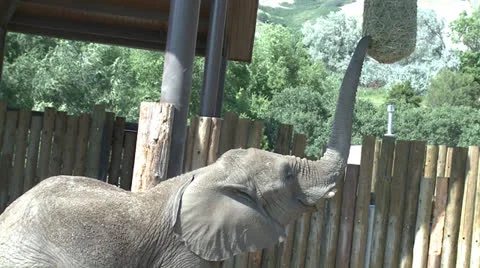 Elephant eating 库存影片 26109964