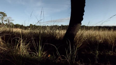 Elephant eating Stock Footage 27361649