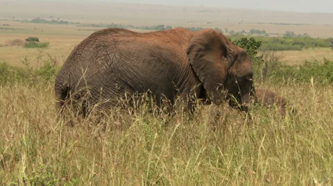 Elephant eating Video stock 33695805