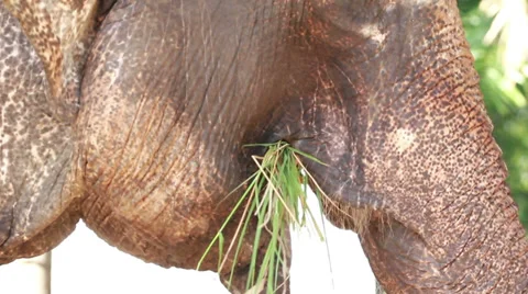 Elephant eating 스톡 동영상 35704325