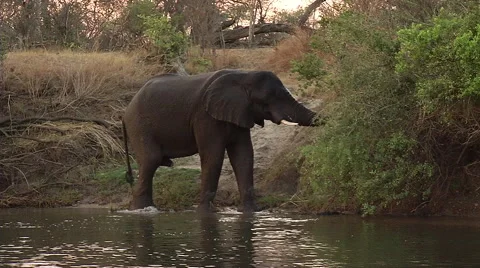 Elephant Eating 스톡 동영상 47456420