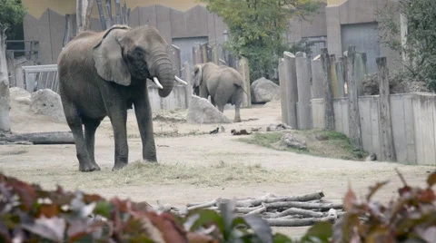 Elephant eating Stock-Footage 55767071