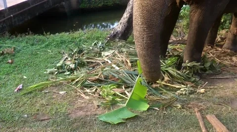 Elephant Eating 스톡 동영상 61752723