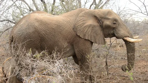Elephant Eating Stock Footage 69797784