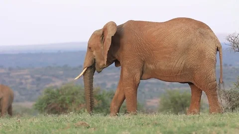 Elephant eating Stock Footage 81433650