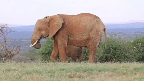 Elephant eating Stock Footage 81433660