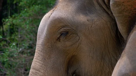 Elephant Eating Stock Footage 120664941