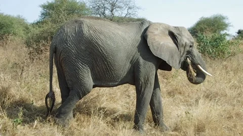 Elephant eating Video stock 236830244