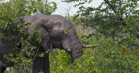 Elephant eating 動画素材 252301054