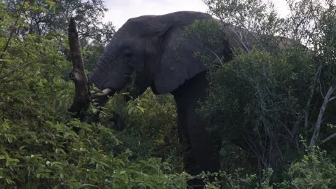Elephant eating Stock Footage 334572257