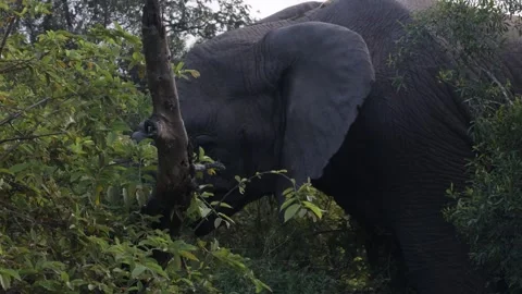Elephant eating Stock Footage 334572258