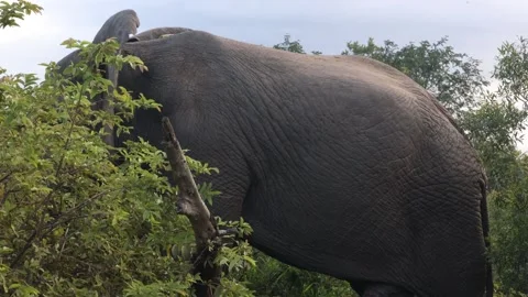Elephant eating Video stock 334572260