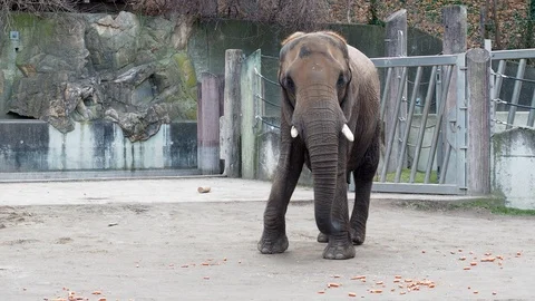 Elephant eating fruit that taking by trunk from ground in zoo aviary Video stock 85830518