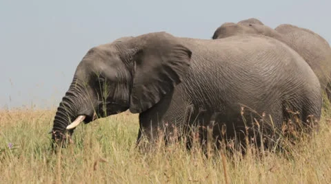 Elephant Eating Grass 2 Stock Footage 25687492