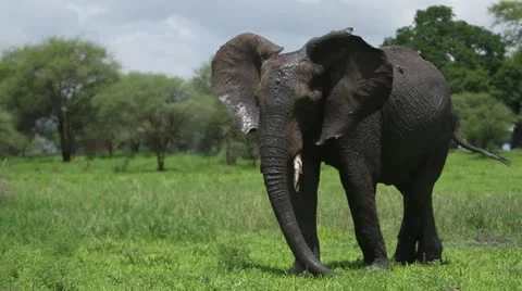 Elephant eating grass and walking off Stock Footage 11305166