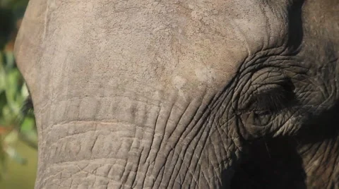 Elephant Eating Grass Close Up Stock Footage 41639013