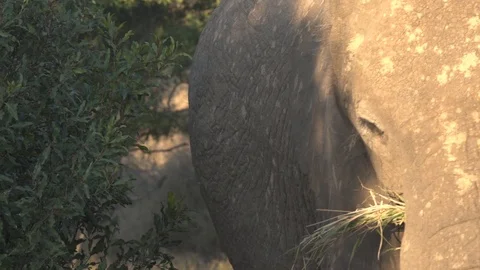 ELEPHANT EATING GRASS, FLAPPING EAR, LOOKING AT CAM | EXT, TIGHT | 60fps | 1080p Stock Footage 105312855